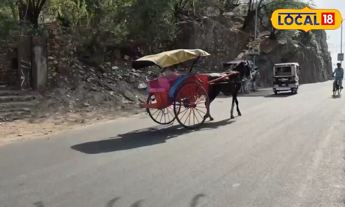 अजमेर से गायब हो रही तांगों की टापें! कभी 1000 घोड़ा गाड़ियों से गूंजता शहर अब सिमटा सिर्फ 50 तक