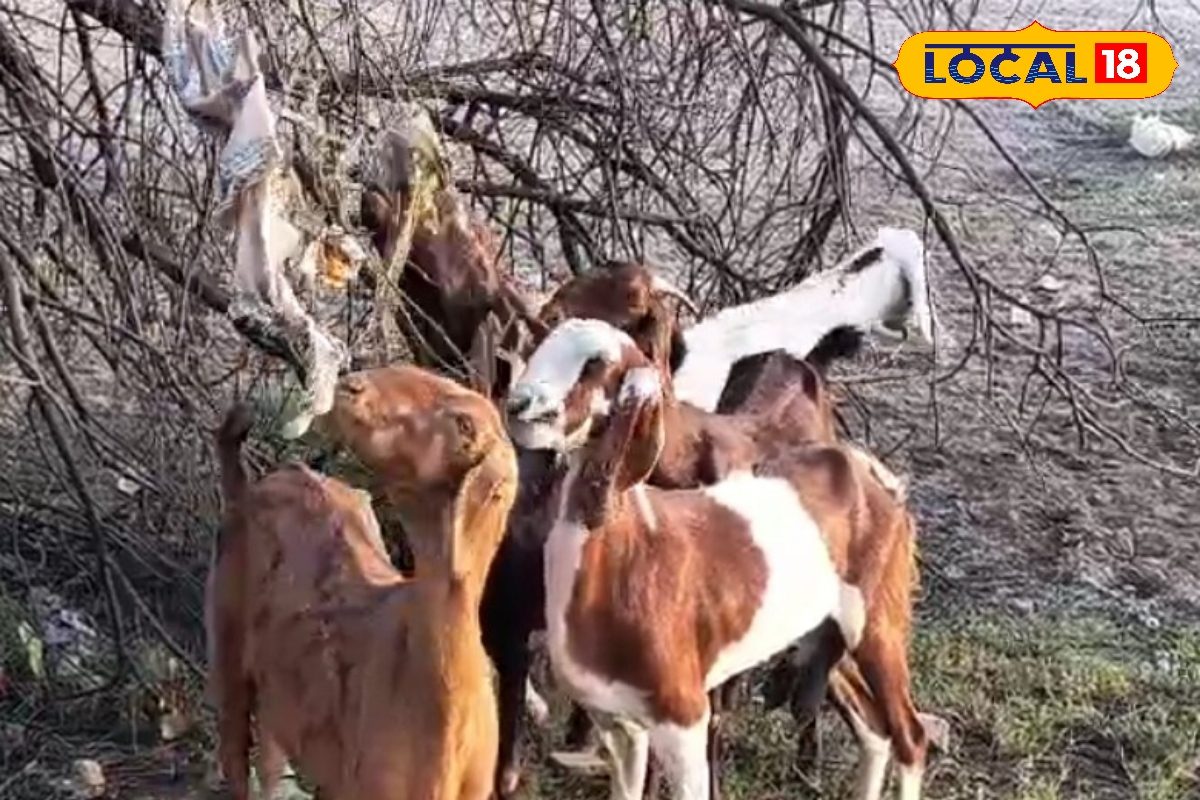गर्मी में बकरियों और भेड़ों को ऐसे बचाएं हीट-स्ट्रोक से, पशुपालकों के लिए रामबाण साबित हो रहे ये देसी उपाय