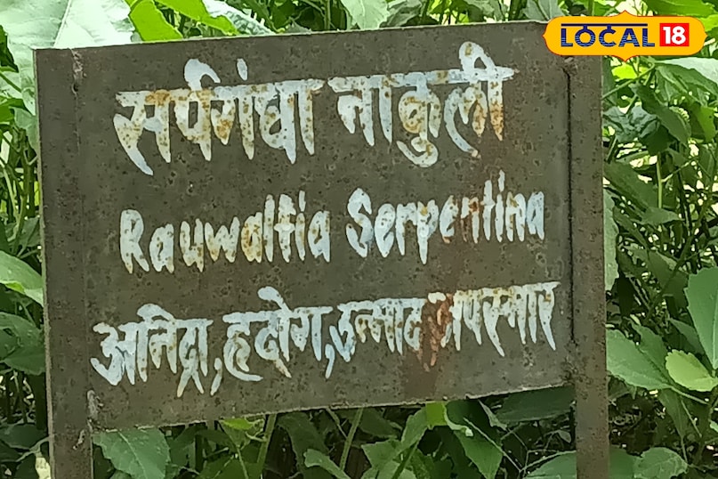 सर्पगंधा का पौधा सर्पगंधा का पौधा