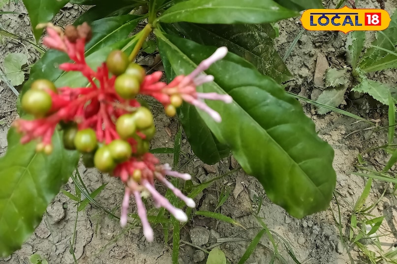 सर्पगंधा का पौधा सर्पगंधा का पौधा