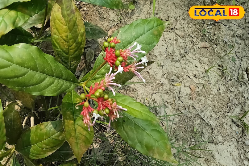 सर्पगंधा का पौधा सर्पगंधा का पौधा