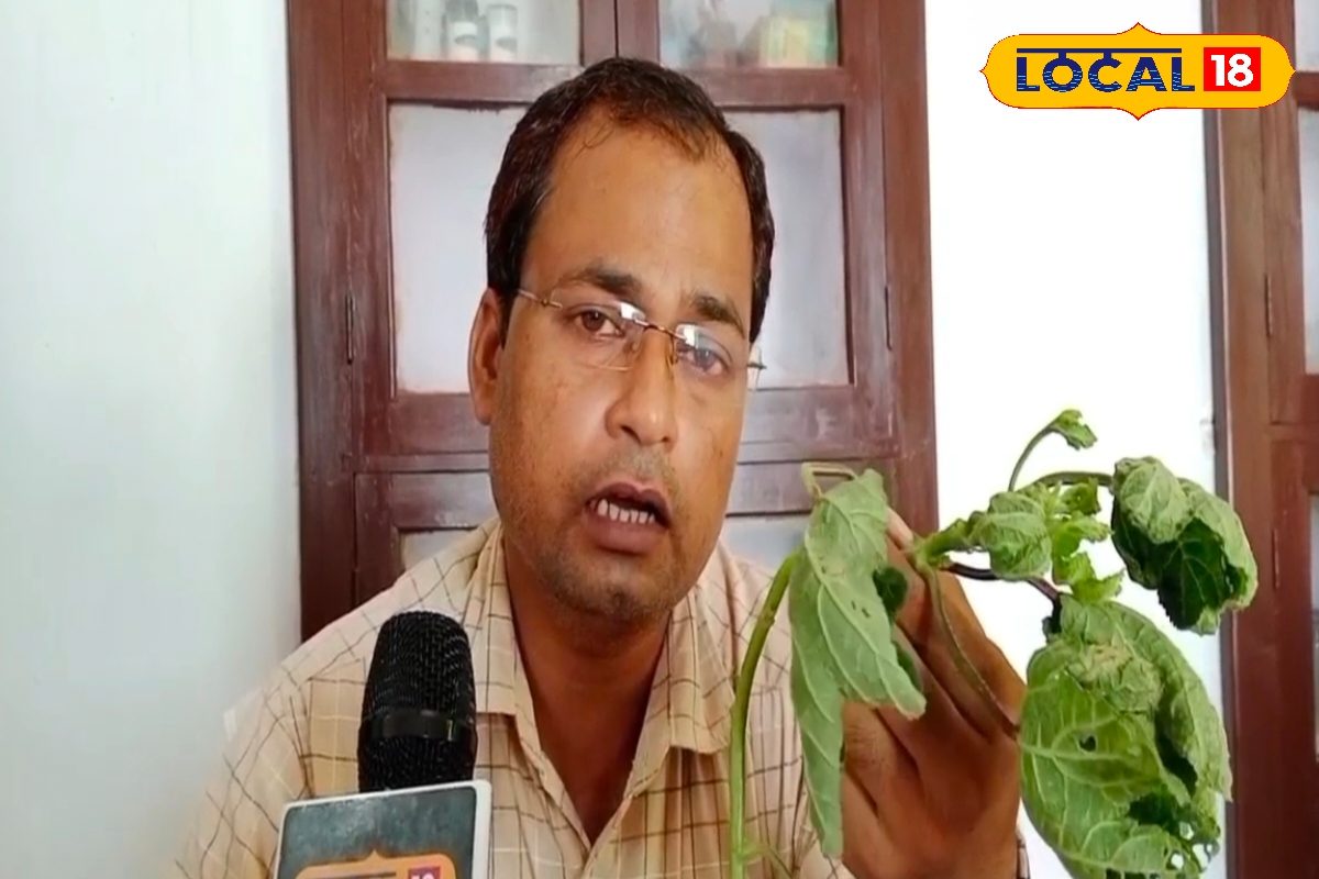 भिंडी की फसल में मकड़ी जैसे जाले दिखें तो हो जाएं सावधान, समय रहते करें ये असरदार उपाय वरना होगा सिर्फ नुकसान