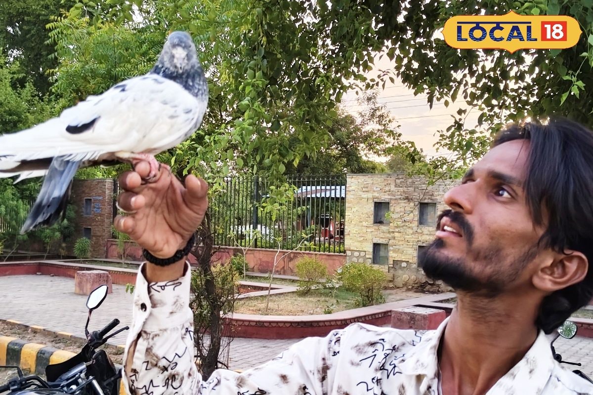 इंसानों से बढ़कर निकली 'शेरा' की मोहब्बत! युवक और कबूतर की अनोखी दोस्ती सोशल मीडिया पर हो रही वायरल