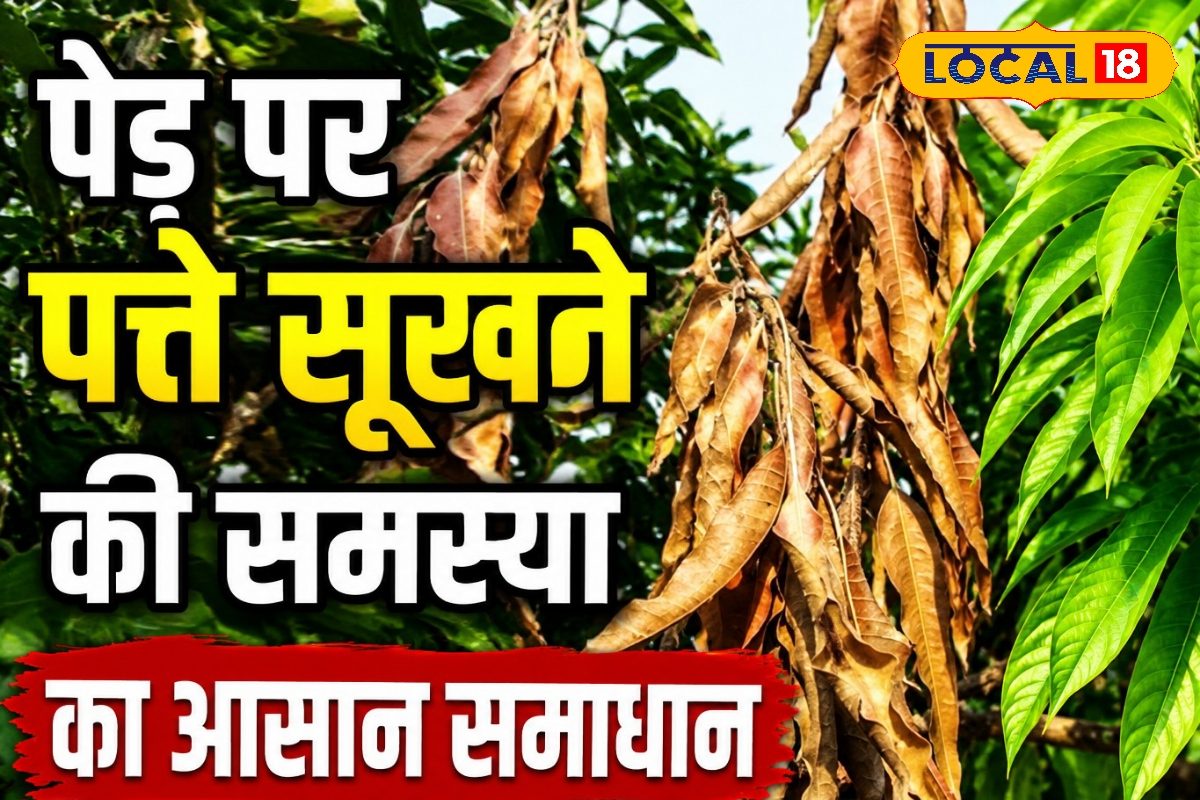 फल आने के बाद आम का पेड़ हो रहा गंजा, किसानों की बढ़ी चिंता, तुरंत करें ये उपाय वरना उत्पादन होगा कम
