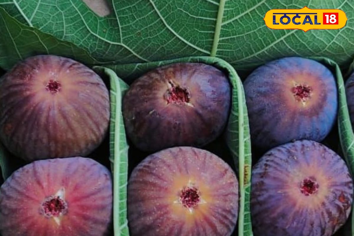 Health Tips: कभी बीमार नहीं होंगे! गर्मियों में सुबह दो बार खाएं यह खास फल, थकान और कमजोरी होगी तेजी से दूर