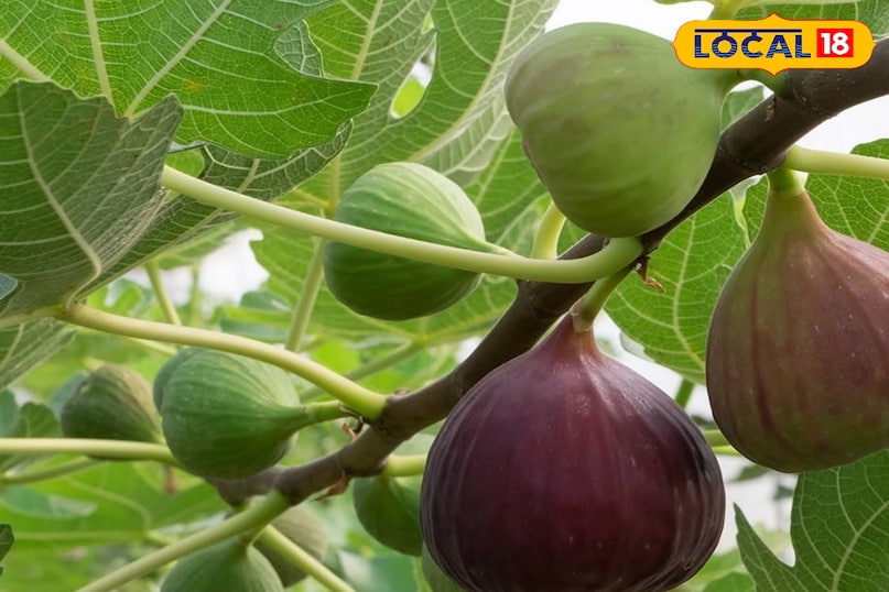 अंजीर का फल