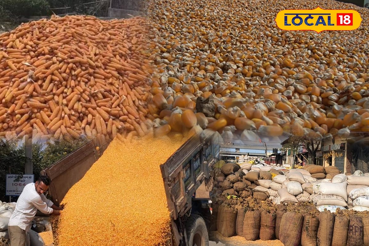 Maize Storage Tips: बारिश और नमी से नहीं खराब होगी मक्के की फसल, जानिए भंडारण का सही तरीका