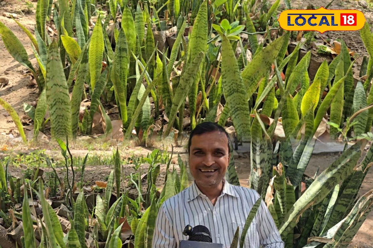 Snake Plant: मानसून से पहले घर में लगा लें ये 4 इंडोर प्लांट, सांप भूलकर भी नहीं आएंगे आसपास!