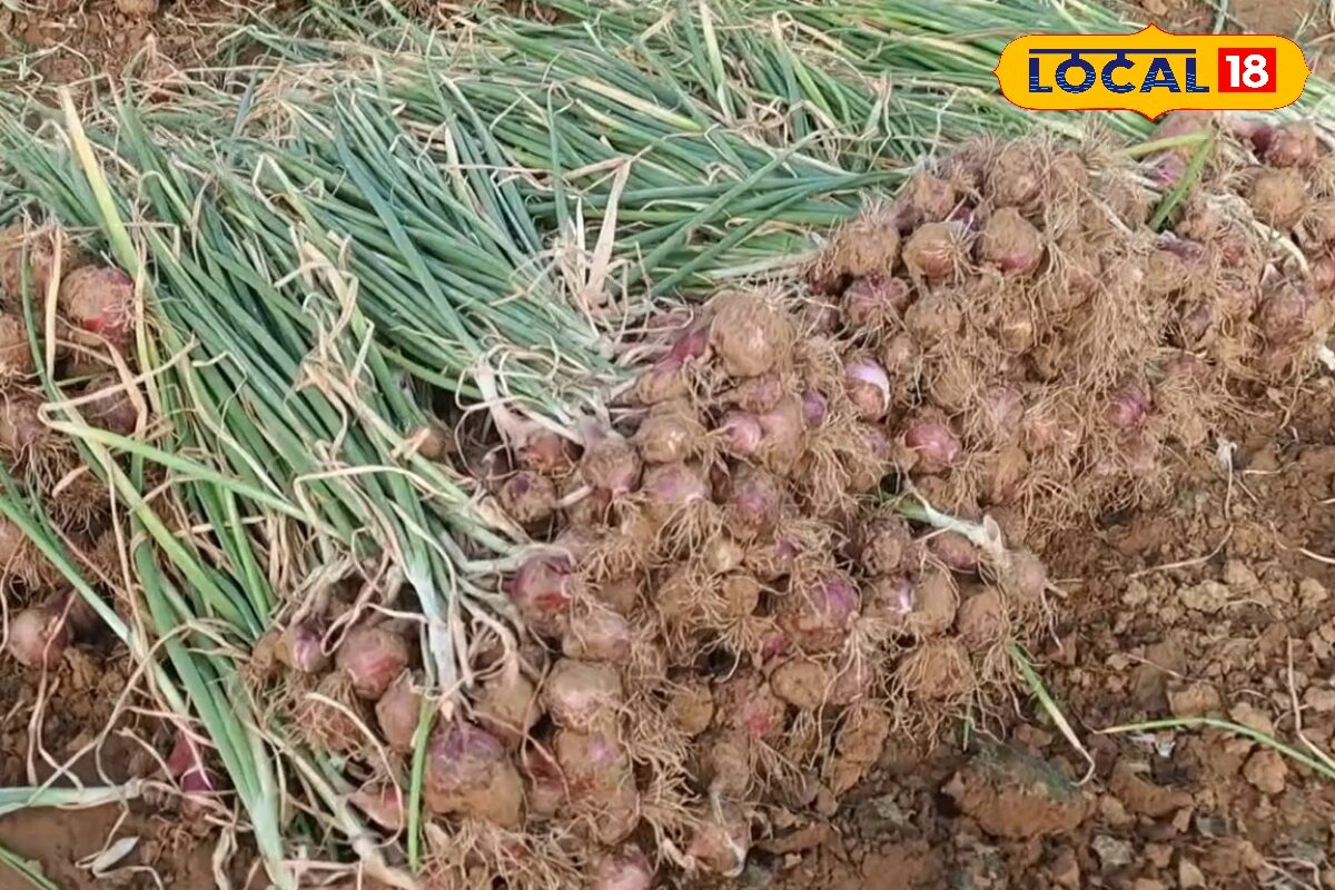 अलवर के किसानों ने बदल दिया खेती का खेल; अब खुद तैयार कर रहे प्याज का बीज, बढ़ेगा मुनाफा