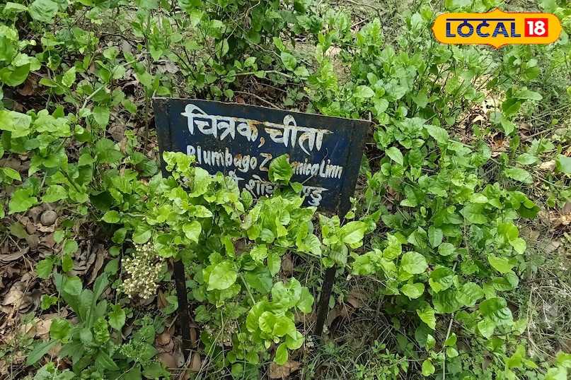 चित्रक चीता