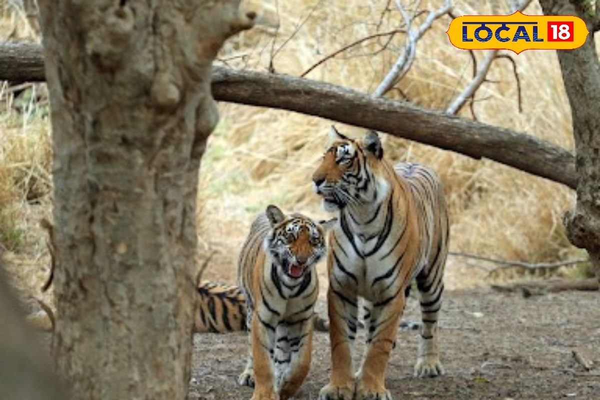 सज्जनगढ़ बायो पार्क में फिर सुनाई देगी बाघों की दहाड़! नागपुर जू से आएगा नया टाइगर, अदला-बदली शुरू
