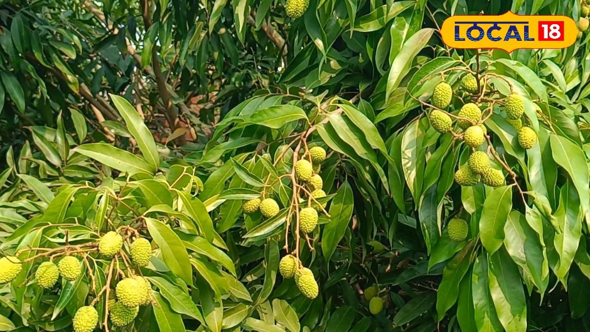 Litchi Cultivation: मई-जून की गर्म हवाओं से बचाएं अपनी लीची, इन आसान टिप्स से दूर होगी ‘फ्रूट क्रैकिंग’ की समस्या
