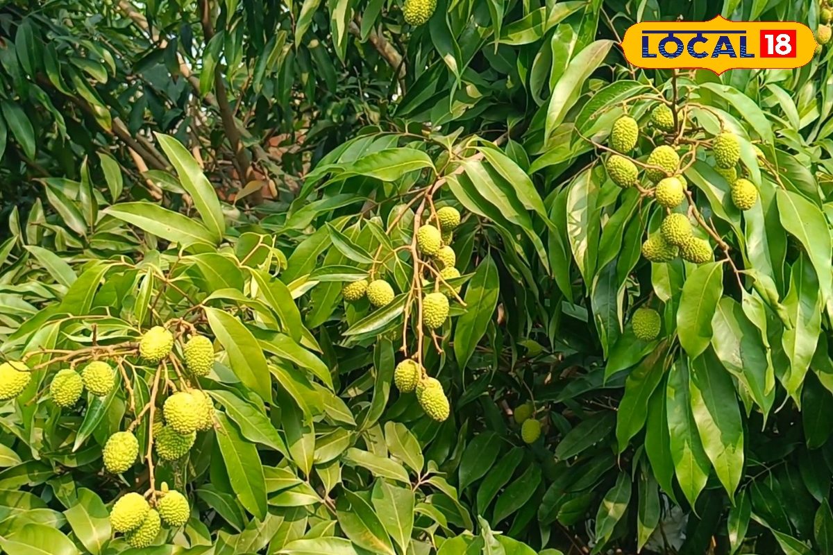 Litchi Cultivation: मई-जून की गर्म हवाओं से बचाएं अपनी लीची, इन आसान टिप्स से दूर होगी 'फ्रूट क्रैकिंग' की समस्या