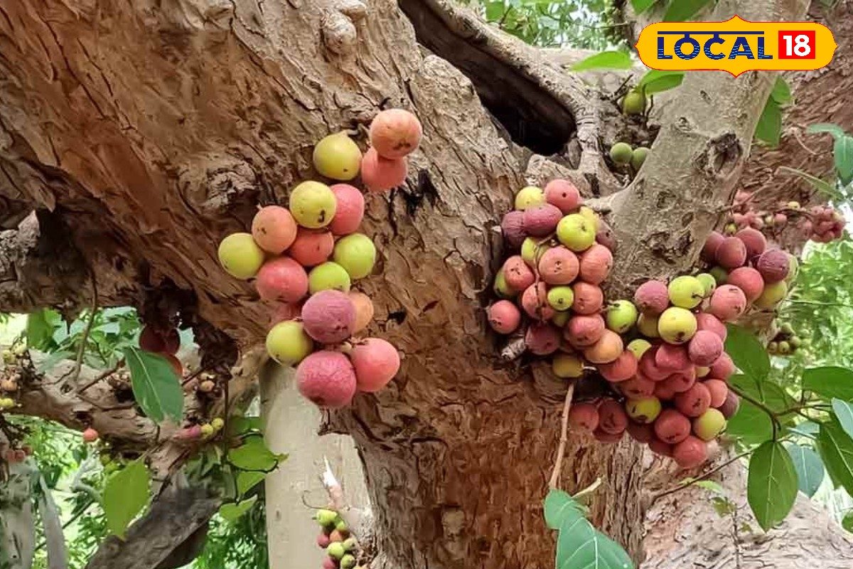 गर्मी के मौसम में गूलर का फल बना है सेहत का खजाना, औषधीय गुणों से है भरपूर, जाने