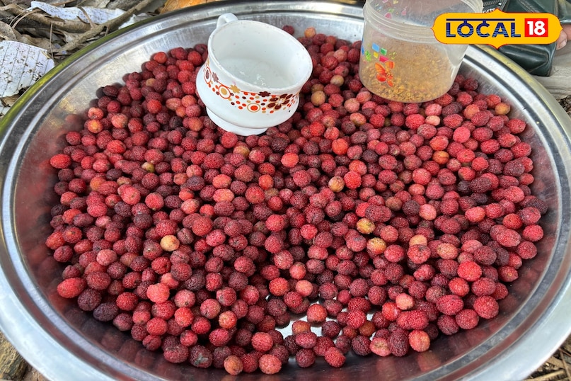 Kafal has become a major source of income for the villagers. 