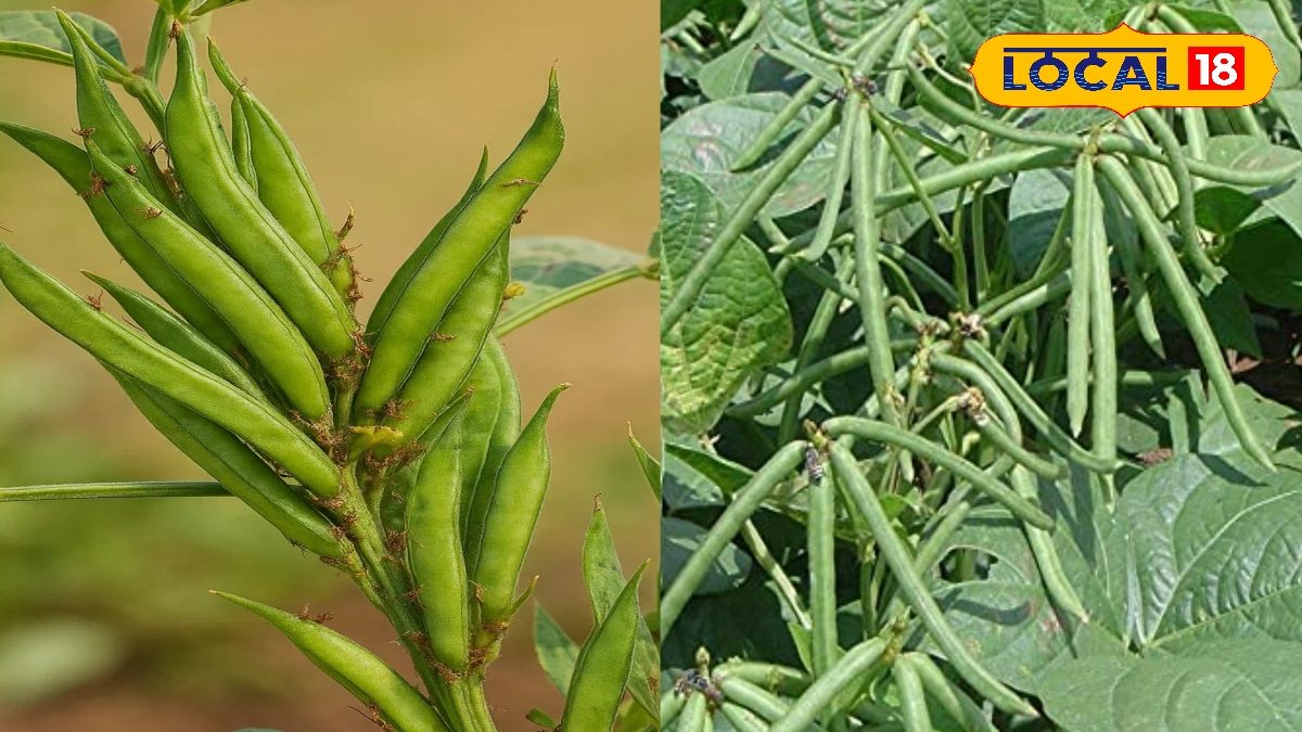 Agriculture News: सरकार का बड़ा ऐलान! महंगे हाइब्रिड बीज अब सस्ते में मिलेंगे, 3590 क्विंटल बीज वितरण शुरू Agriculture News: सरकार का बड़ा ऐलान! महंगे हाइब्रिड बीज अब सस्ते में मिलेंगे, 3590 क्विंटल बीज वितरण शुरू