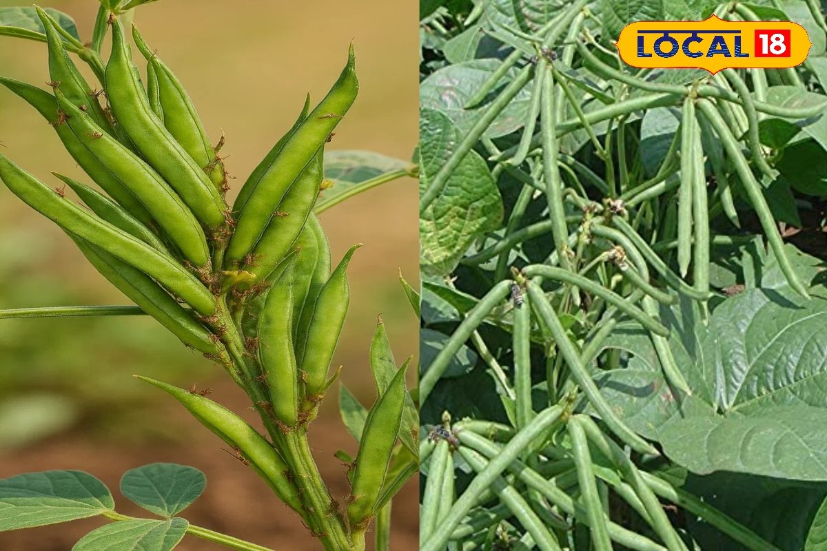 Agriculture News: सरकार का बड़ा ऐलान! महंगे हाइब्रिड बीज अब सस्ते में मिलेंगे, 3590 क्विंटल बीज वितरण शुरू