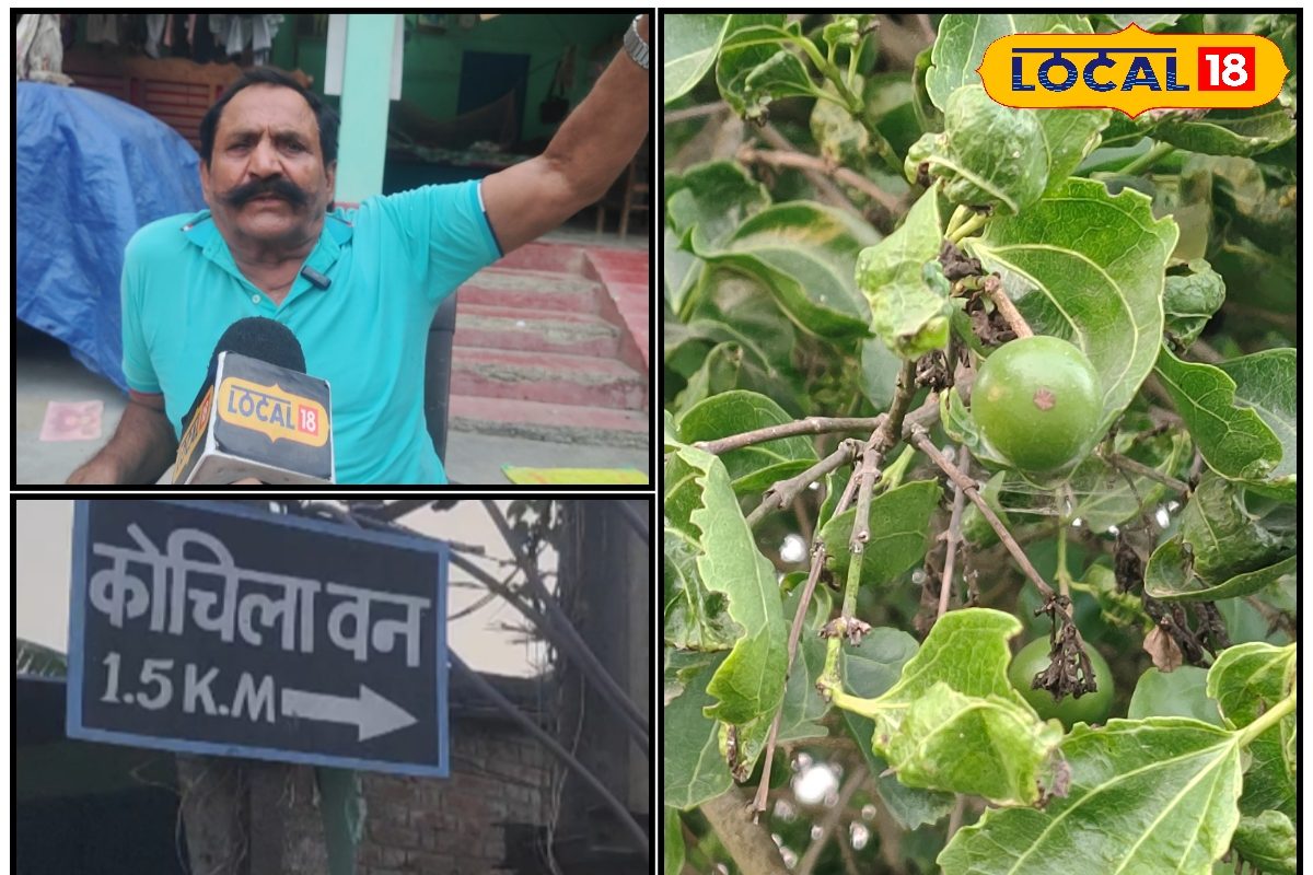 समस्तीपुर का रहस्यमयी कोचिलावन! 16वीं सदी के साधु की तपस्थली, 22 एकड़ में फैला वन; यहां से मिट्टी-लकड़ी ले जाने पर होता है नुकसान