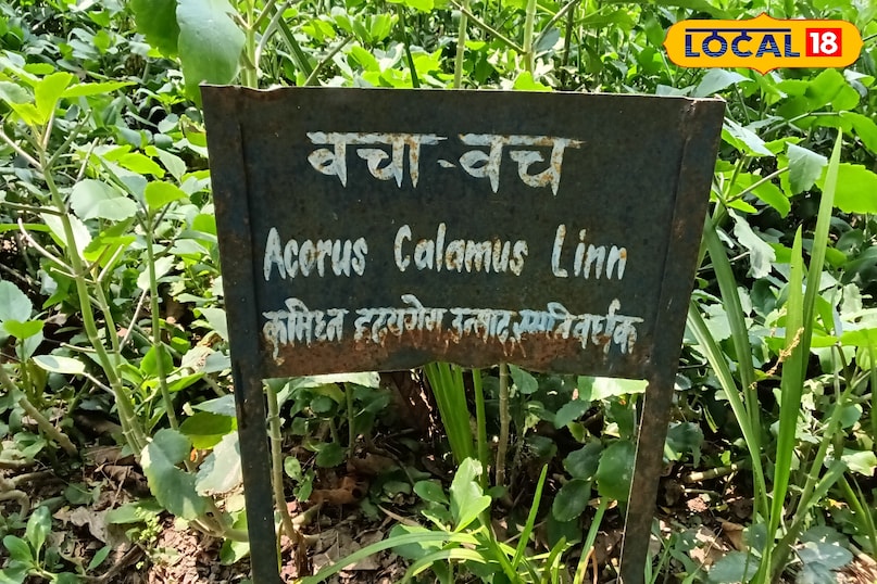 वचा वच वचा वच