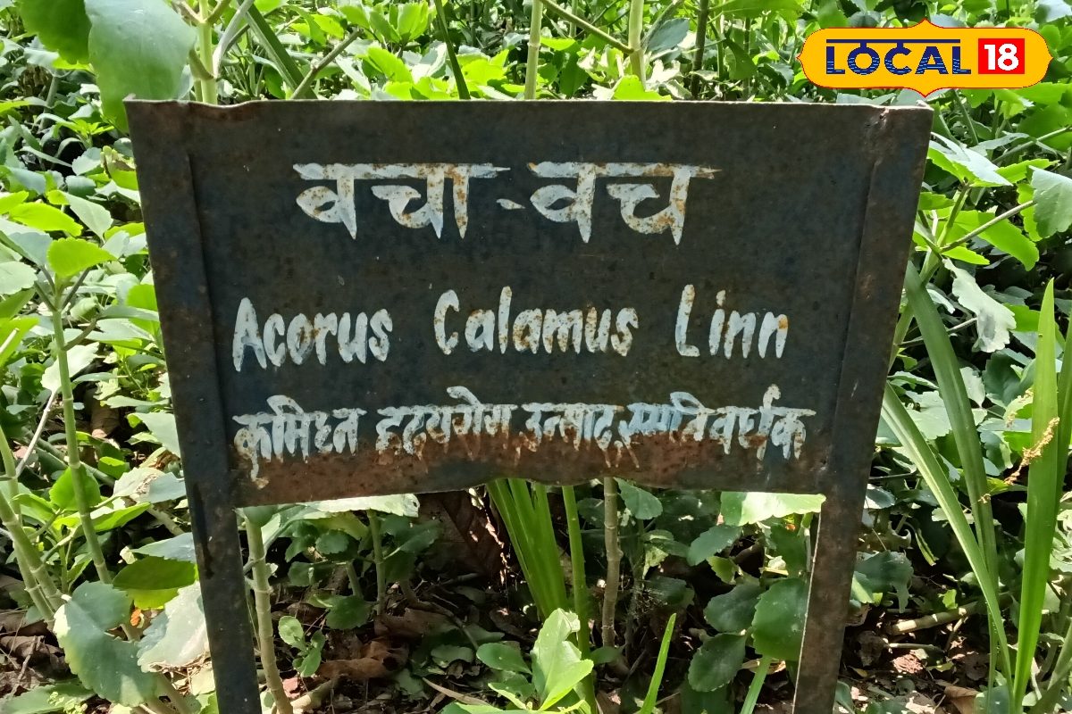 दिल, दिमाग और पाचन का रक्षक वचा पौधा: आयुर्वेद में इसे क्यों माना जाता है संपूर्ण स्वास्थ्य का चमत्कारी उपाय?