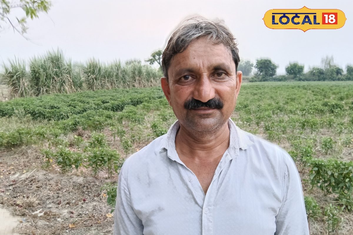 ऑर्गेनिक खेती की ओर लौट रहे किसान, राख और गोबर से तैयार कर रहे प्राकृतिक खाद