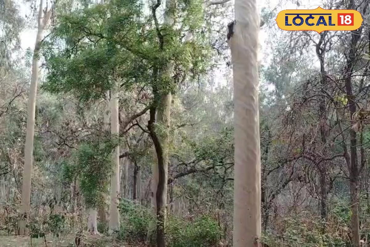 मेरठ के पास छिपा है फैमिली वेकेशन का शानदार स्पॉट, बच्चों से लेकर बड़ों तक सब होंगे खुश, चेक करें लिस्ट
