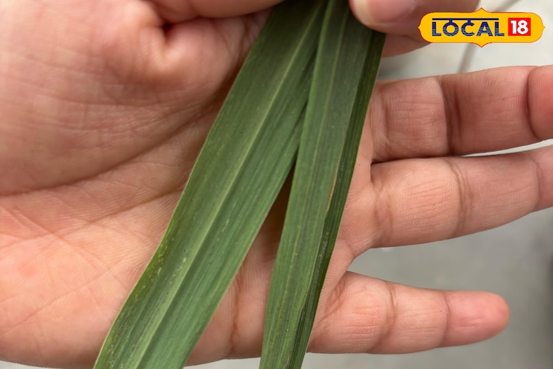 Provides relief from cold and cough Provides relief from cold and cough