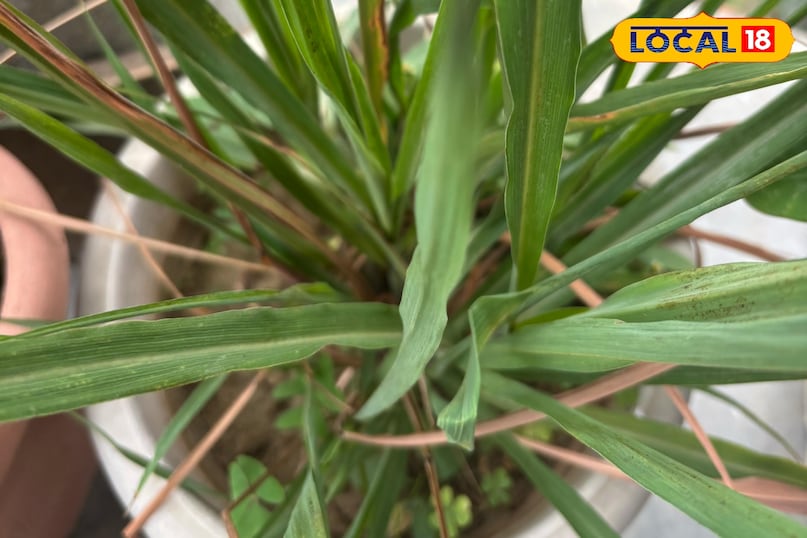 Lemongrass tea strengthens the digestive system