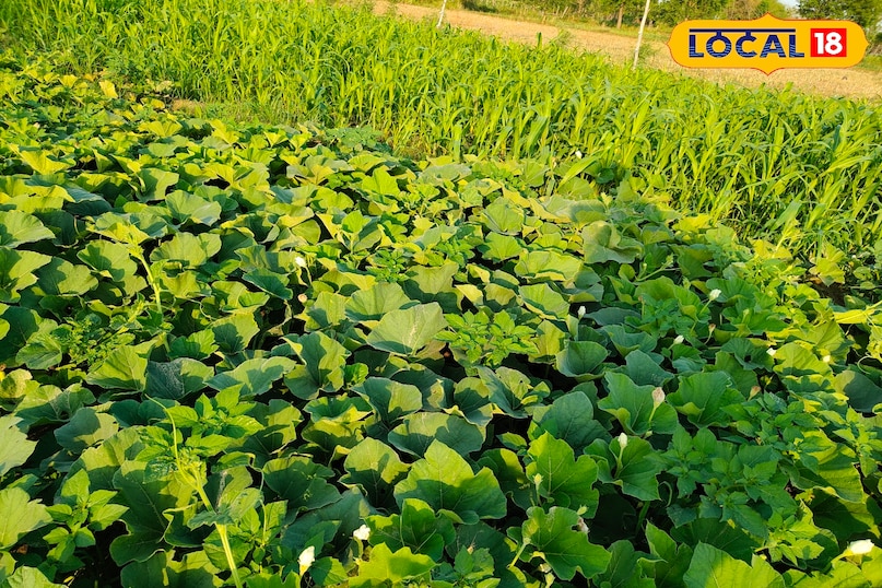 लौकी की खेती 