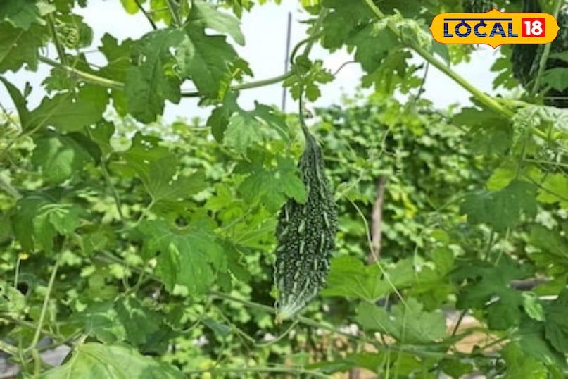 करेला की खेती