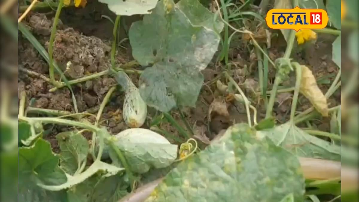 खीरे की खेती में फफूंद और वायरस से बचाव के घरेलू उपाय