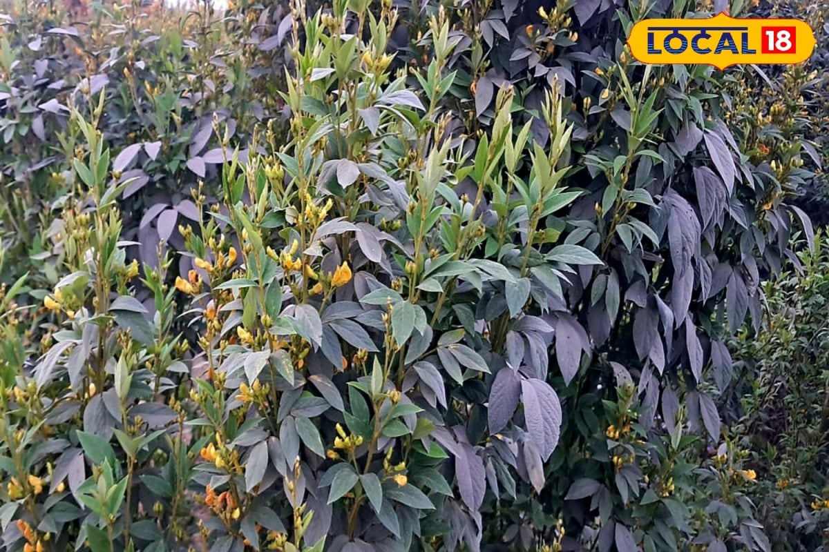 Pigeon Pea Sowing Tips: अरहर की खेती मुनाफे का सौदा, हर घर में रहती है सालभर डिमांड, इस विधि से कम समय में होगी तगड़ी कमाई