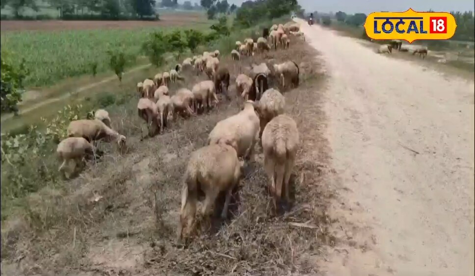 60 से 300 भेड़ों तक का सफर... लखीमपुर खीरी के किसान ने भेड़ पालन से बदली किस्मत, पढ़िए इनकी कहानी