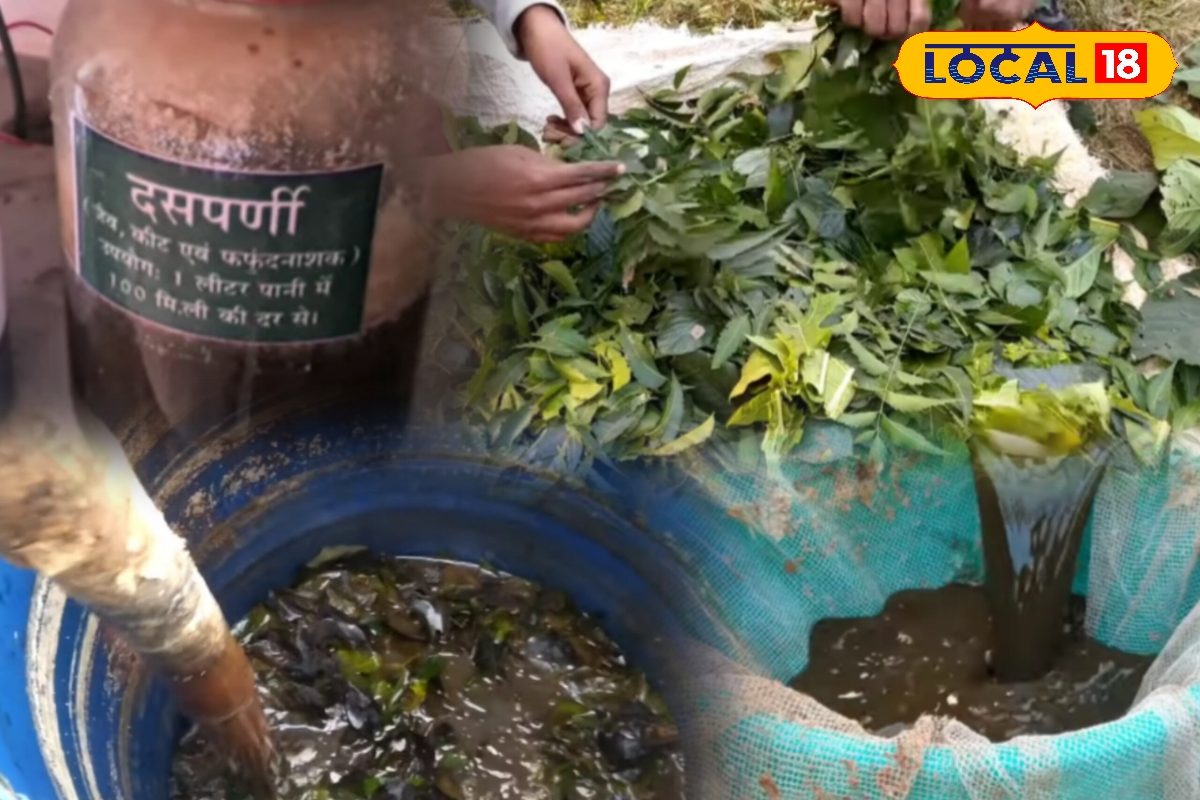 Agriculture Tips: खेत में छिड़का ये देसी घोल, फिर कीड़े ऐसे गायब हुए कि किसान भी रह गए हैरान