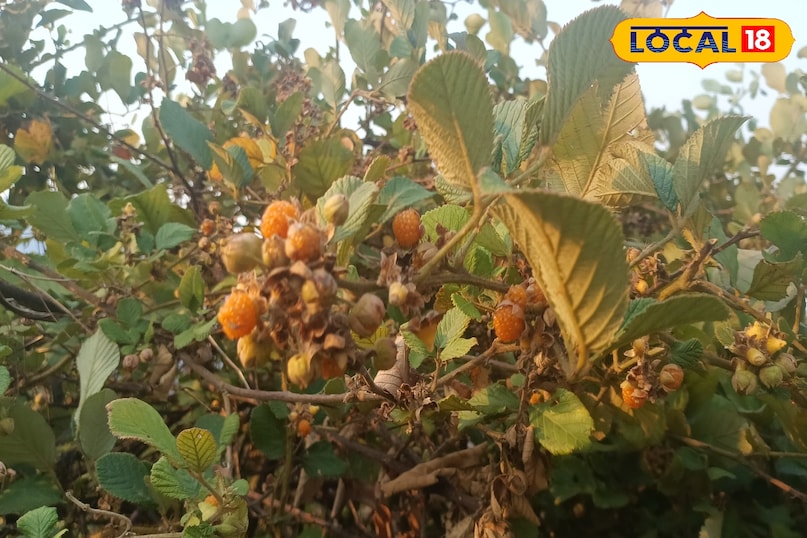 Hisalu is a special wild fruit of the mountains 
