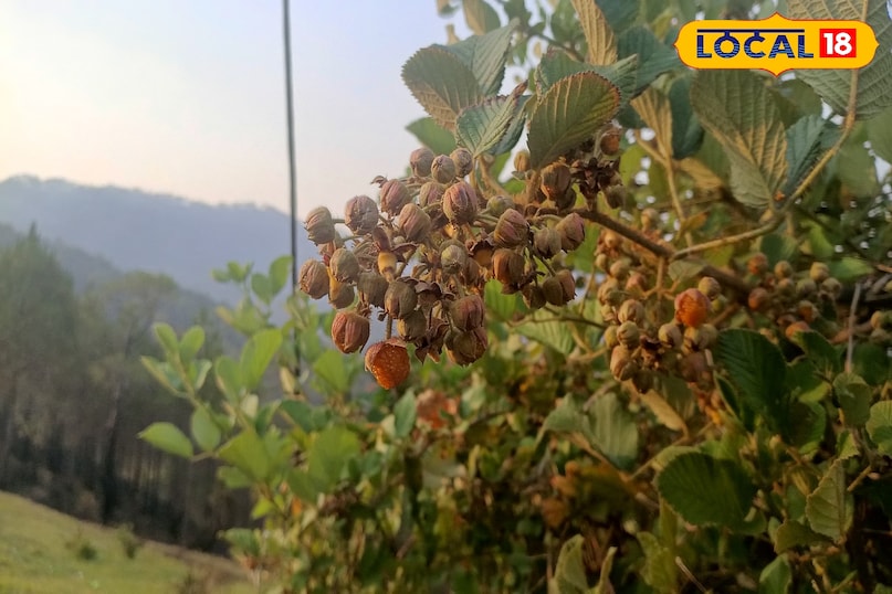 Hisalu fruit is very delicate 