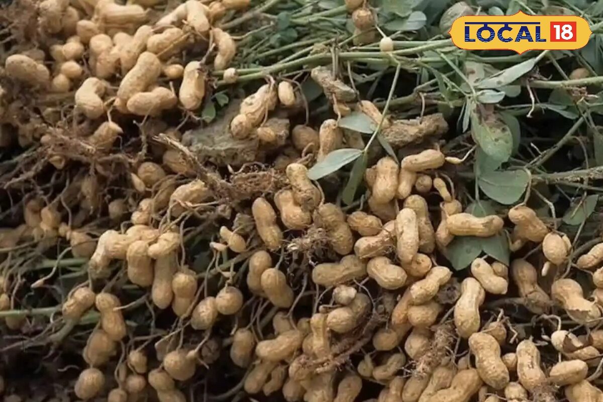 Agriculture Story: पुष्कर में मूंगफली खेती का बड़ा दांव, 10 बीघा से 5 लाख कमाने की तैयारी में किसान