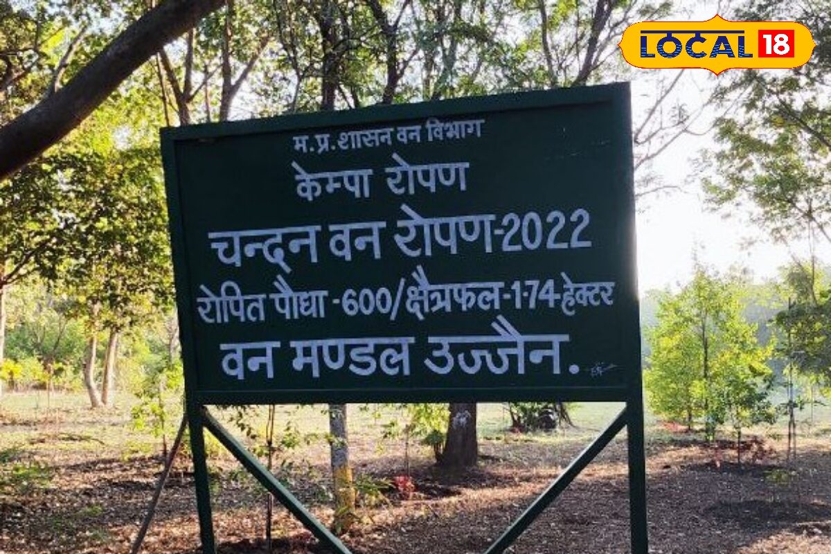 सिंहस्थ 2028 के लिए उज्जैन में तैयार हो रहा लाल चंदन, महाकाल अभिषेक और साधु-संतों के तिलक में होगा इस्तेमाल