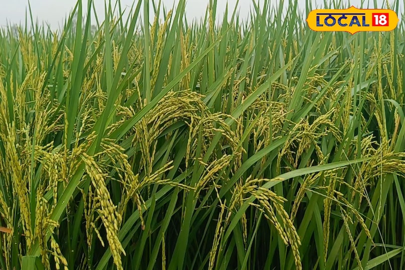 असली बीज की पहचान कैसे करें, न्यूक्लियस क्या होता है, ब्रीडर बीज क्या होता है, फाउंडेशन बीज क्या होता है, सर्टिफाइड बीज क्या होता है, ट्रूथफुल बीज क्या होता है, लोकल 18, How to identify genuine seeds, what is nucleus, what is breeder seed, what is foundation seed, what is certified seed, what is truthful seed, local 18