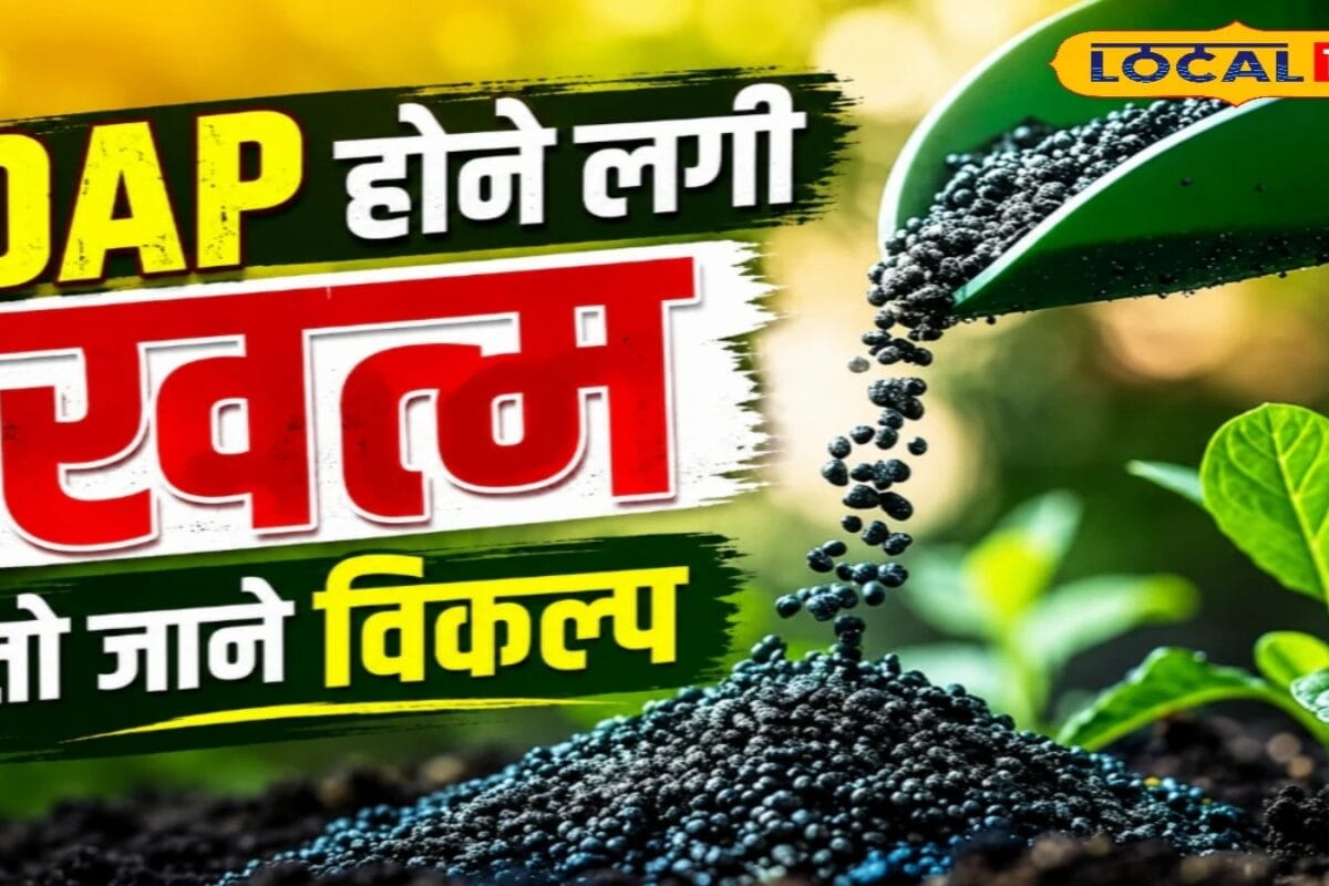 अब बिना DAP भी लहलहाएगी फसल! ये देसी खादें देंगी वही ताकत, खर्च भी होगा कम, पैदावार होगी दमदार