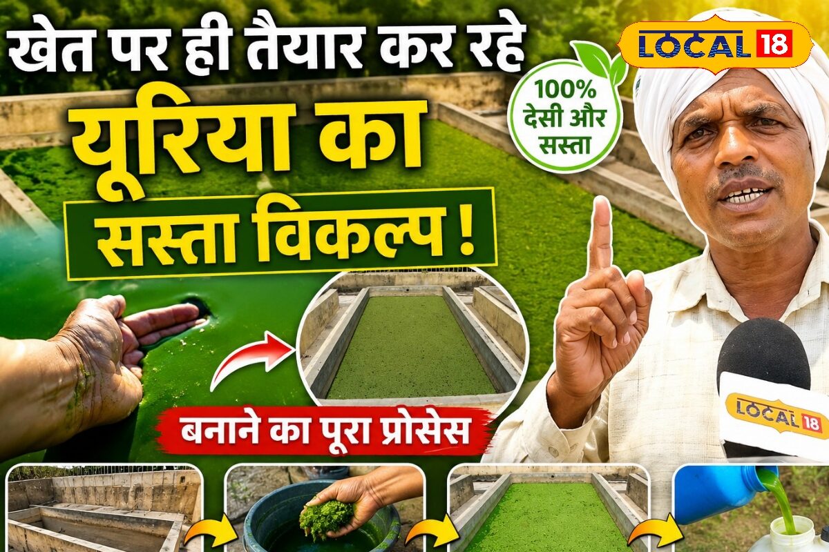 यूरिया का सस्ता विकल्प बना रहे किसान, खेत में ऐसे तैयार हो रही नील-हरित काई की जैविक खाद, जानें पूरा प्रोसेस