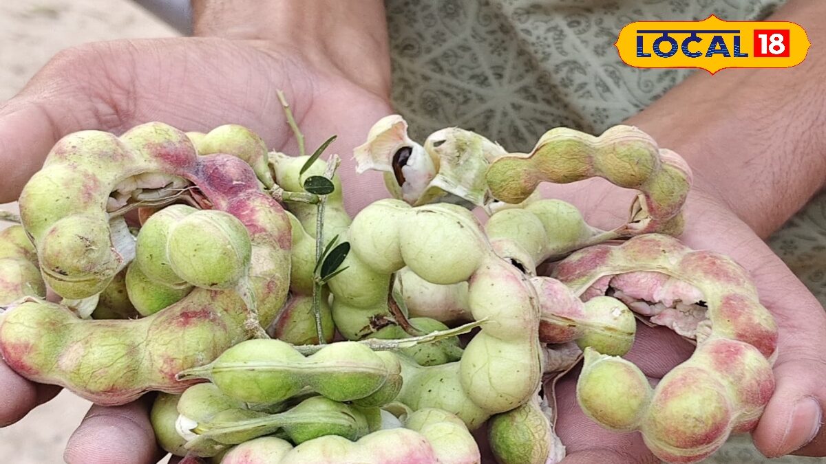 सिर्फ स्वाद ही नहीं, सेहत में भी कमाल है जंगली जलेबी, जानिए इसके खास फायदे