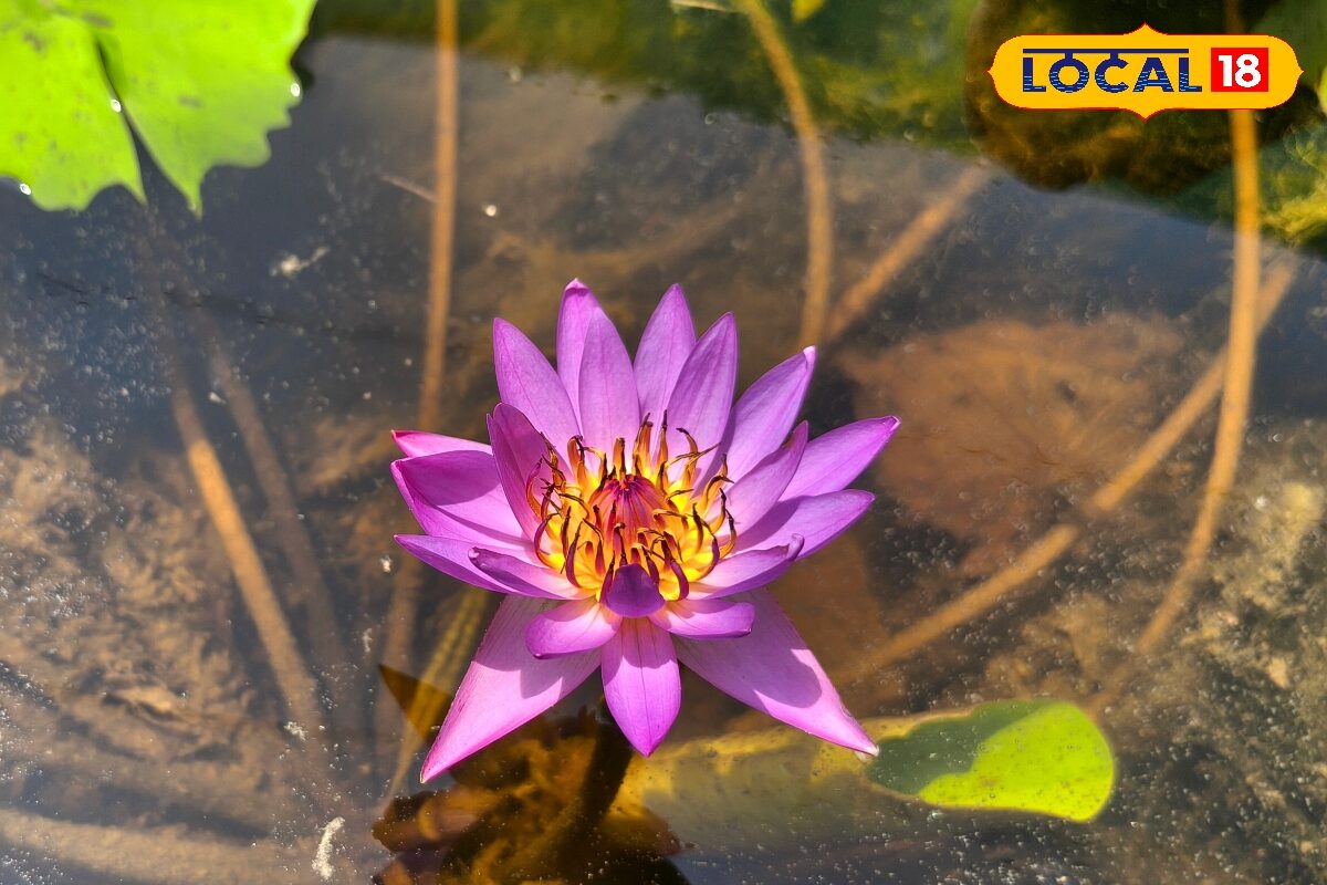 DIY गार्डनिंग ट्रिक: पुराने ड्रम को बनाएं मिनी तालाब, उगाएं खूबसूरत नीलकमल! हर कोई करेगा तारीफ