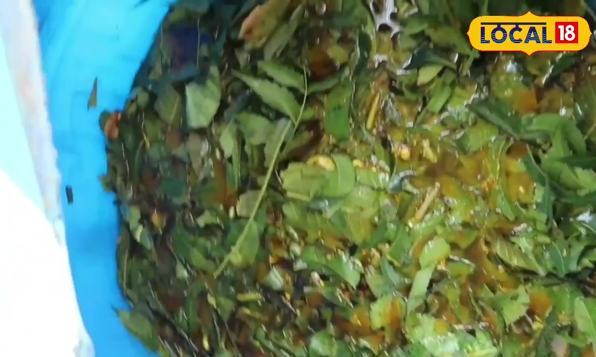 अब कीड़े नहीं करेंगे फसल बर्बाद! इन 10 पत्तों से तैयार करें दमदार कीटनाशक, जानें विधि, बढ़ेगा मुनाफा