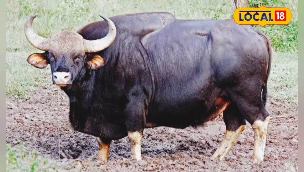 नौरादेही में गूंजेगी बाइसन की धमक! 10 गांवों के विस्थापन से टाइगर रिजर्व में खुला नया रास्ता