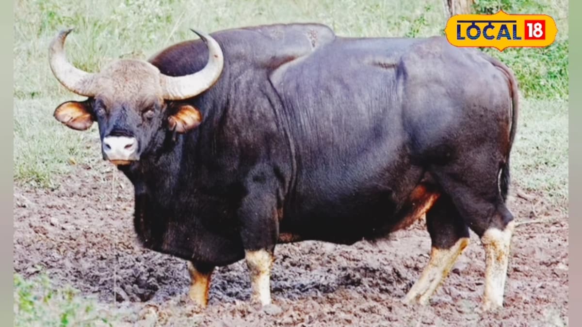 नौरादेही में गूंजेगी बाइसन की धमक! 10 गांवों के विस्थापन से टाइगर रिजर्व में खुला नया रास्ता नौरादेही में गूंजेगी बाइसन की धमक! 10 गांवों के विस्थापन से टाइगर रिजर्व में खुला नया रास्ता