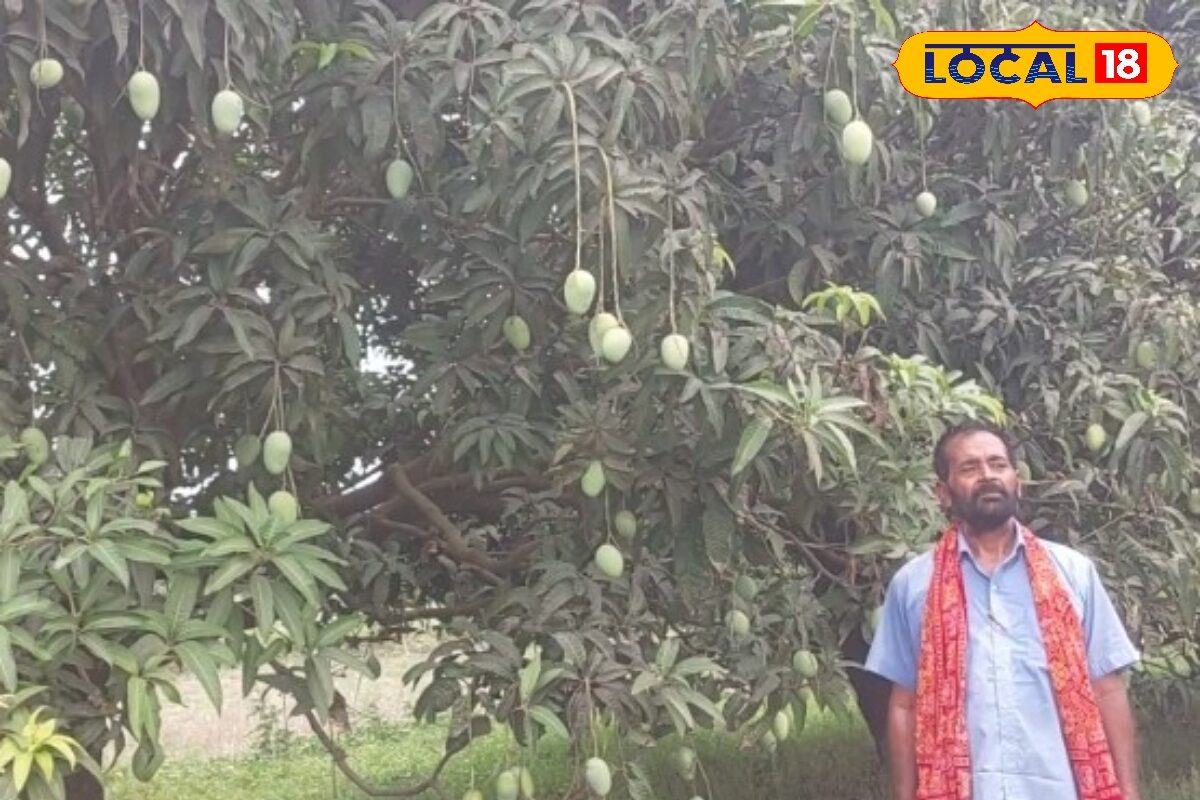 Jardalu Mango: PM-राष्ट्रपति चखेंगे बिहार का यह शाही स्वाद! जिसके मुरीद हैं विदेशी भी, मिल चुका है GI टैग