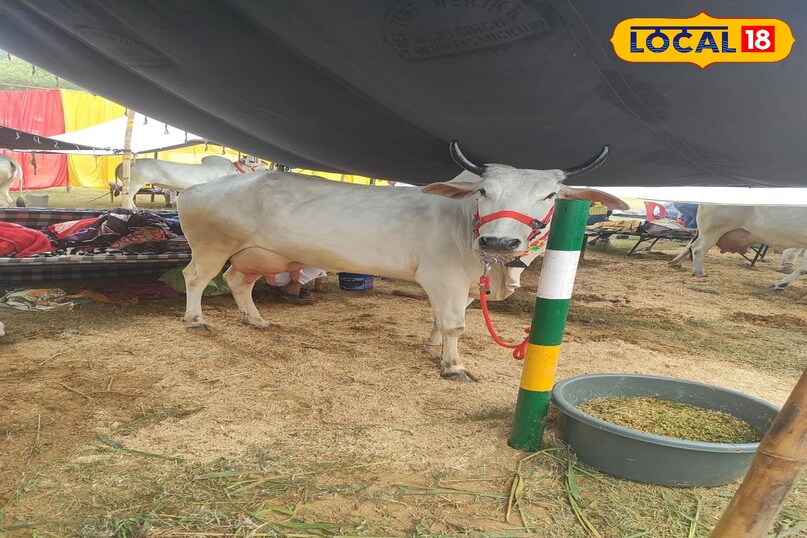 गाय गाय