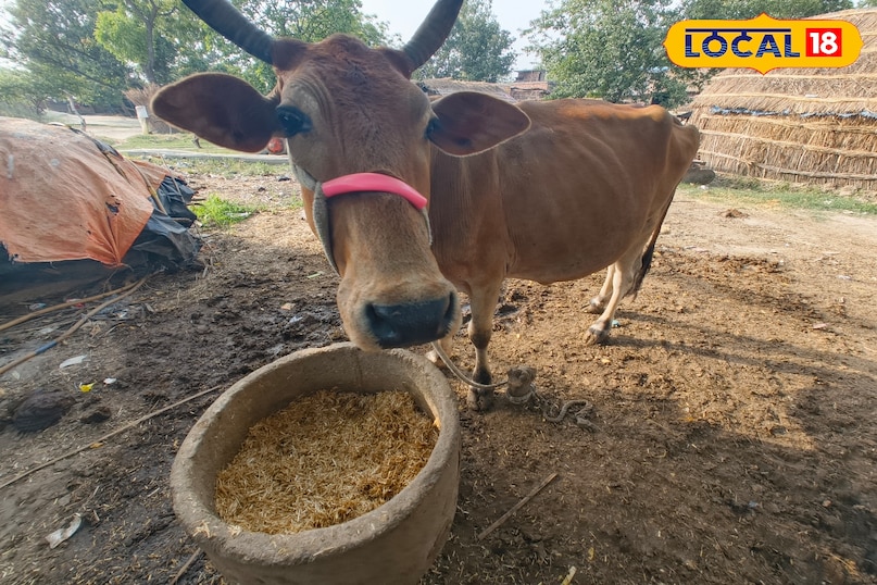 गाय गाय