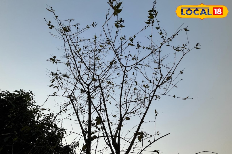 Parijat flowers are also used Parijat flowers are also used